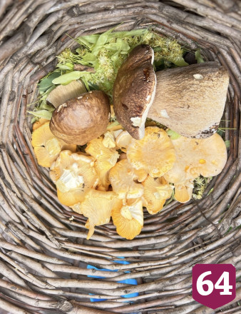 Саратовцы собирают лисички ящиками и ведрами